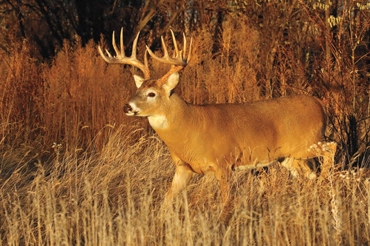 Top 5 Deer Hunting Myths That Are Costing You Success