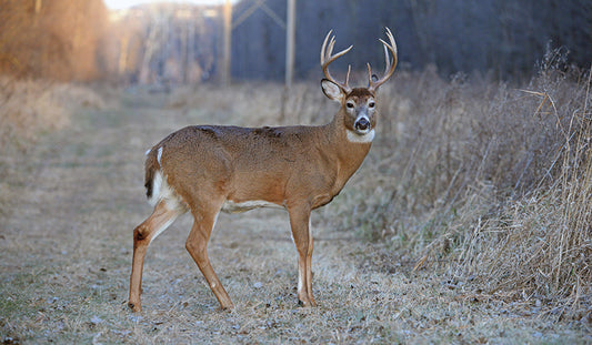 Top 10 Deer Hunting Mistakes That Cost You Trophy Bucks