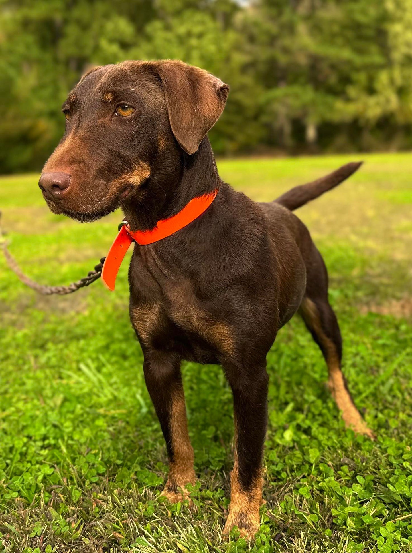 Jagdterrier Waiting list