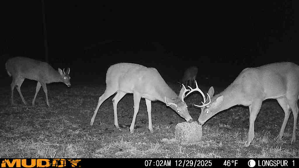 Thermal Drone Survey Reveals Devastating 78% Fawn Mortality