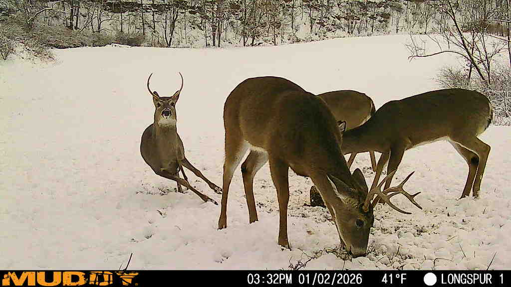 When Frost Saves Your Herd: Building EHD Resilience Before Weather Luck Runs Out