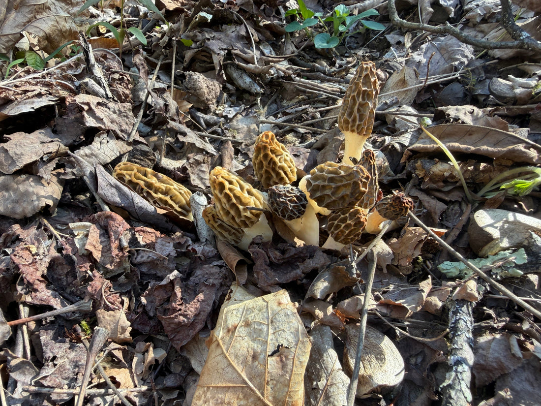 Why Spartan Forge Belongs in Every Morel Hunter’s Back Pocket