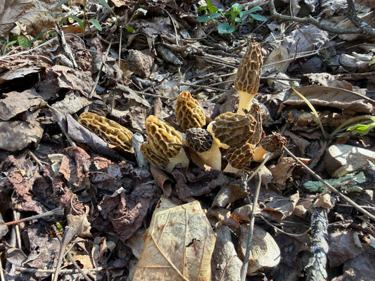 Why Spartan Forge Belongs in Every Morel Hunter’s Back Pocket