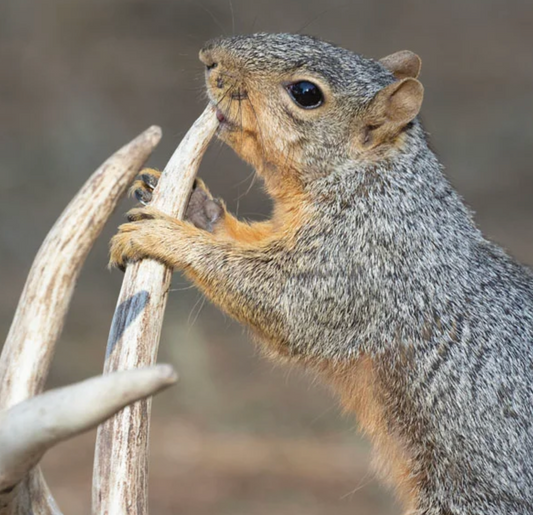 The Race Against the Rodents: Whitetail Shed Hunting and the Squirrel Problem