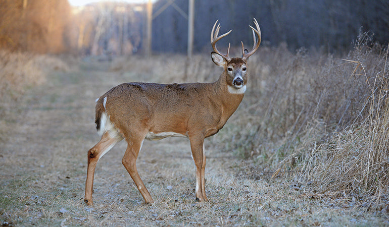 Top 10 Deer Hunting Mistakes That Cost You Trophy Bucks