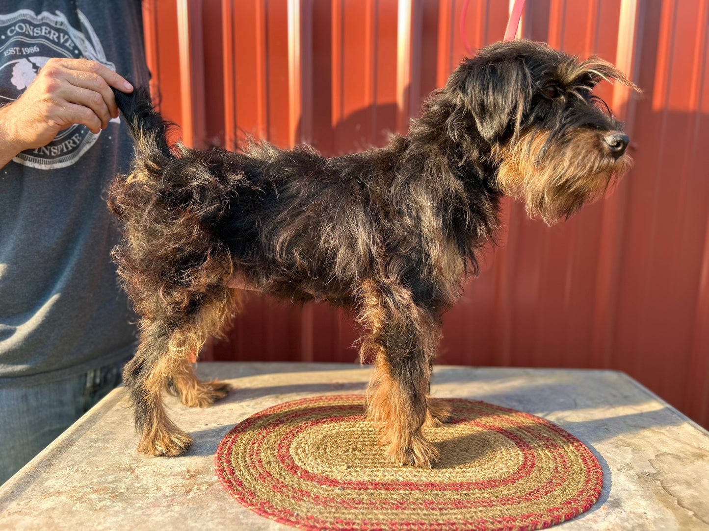 Jagdterrier Waiting list
