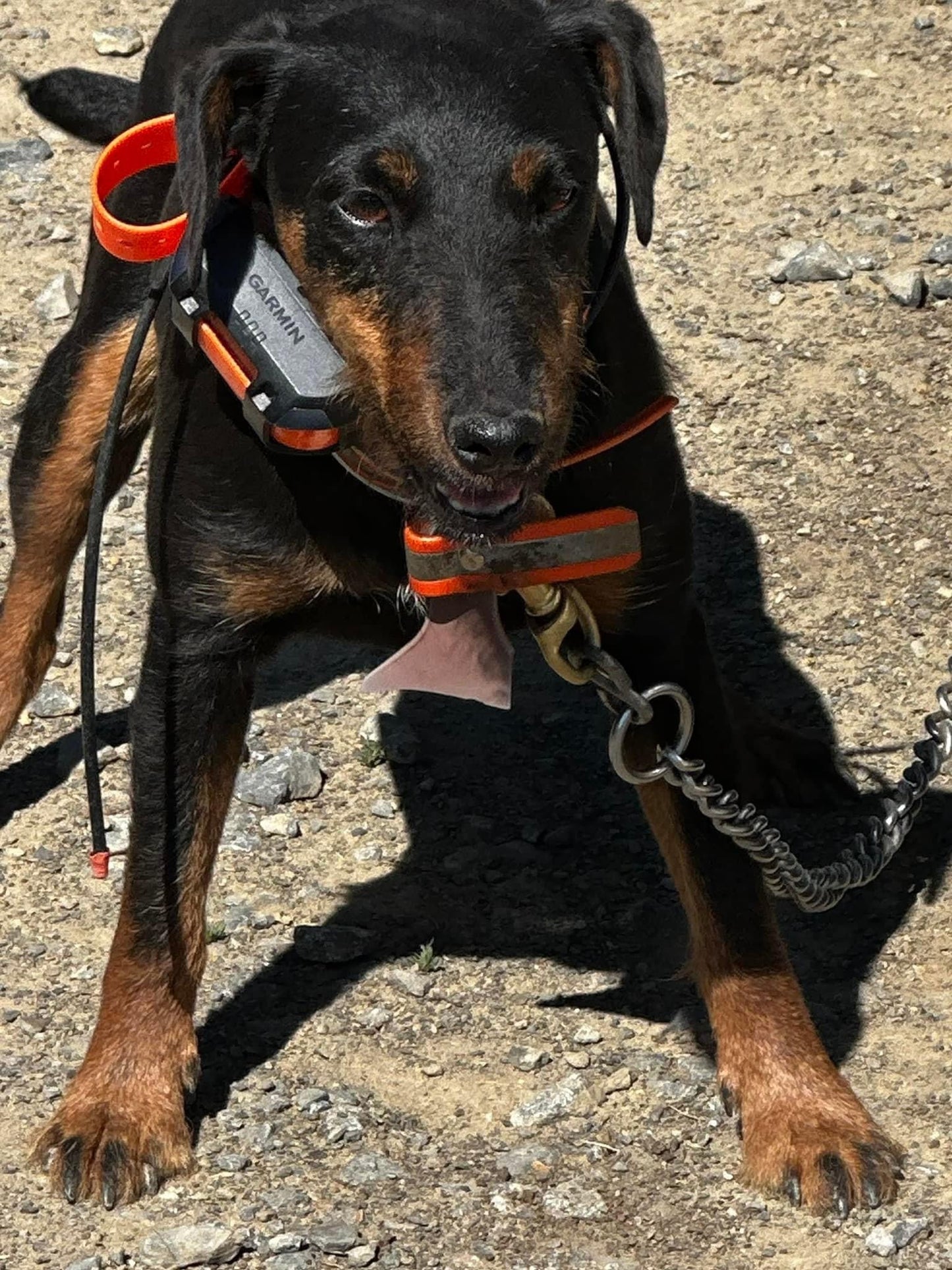 Jagdterrier Waiting list
