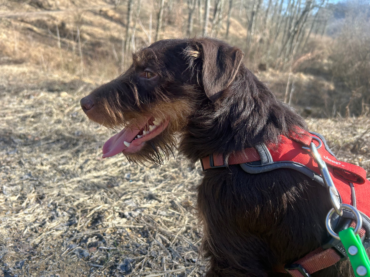 Jagdterrier Waiting list