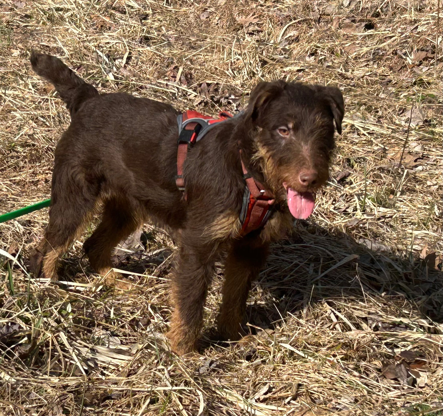 Jagdterrier Waiting list