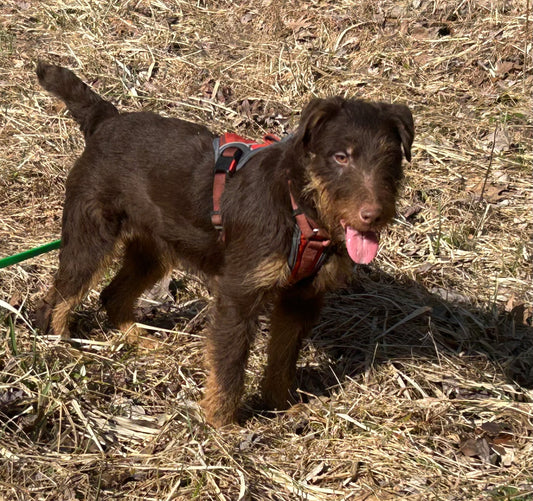Jagdterrier Waiting list
