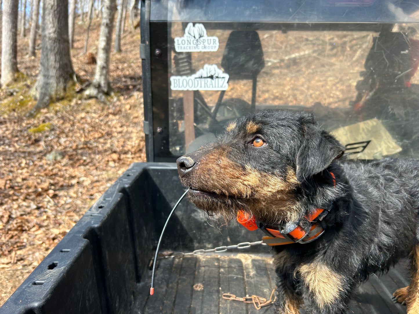 Jagdterrier Waiting list