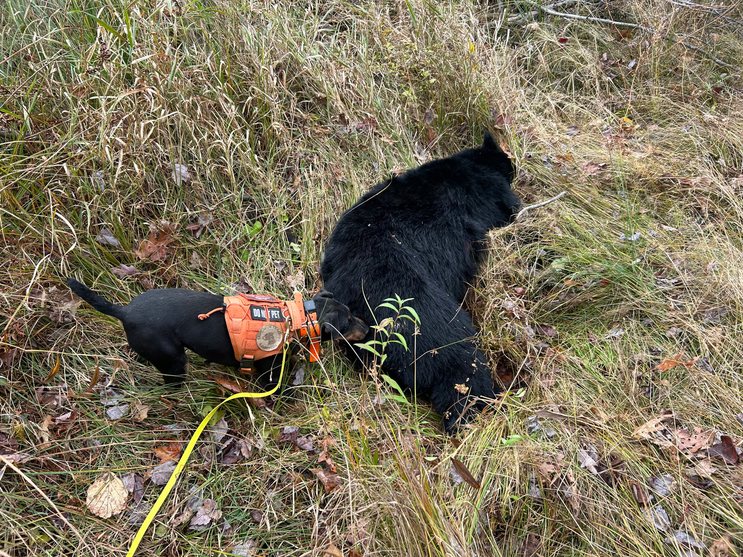 Jagdterrier Waiting list